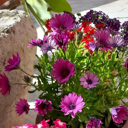 Su Fassoi 까브라스