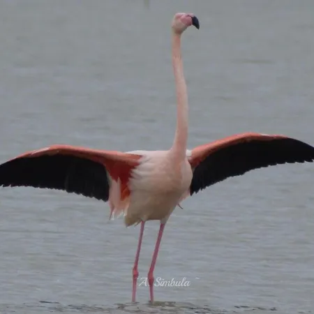 Su Fassoi Bed & Breakfast Càbras